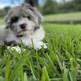 Aussiedoodle and Bernedoodle Puppies from Little Golden Farm