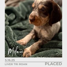 Mileu - Tri-Roan male English Springer Spaniel puppy in Arcadia, Florida from Redemption Fields Springer Spaniels