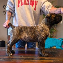 Ted - Black brindle male Cane Corso puppy in Tabor City, North Carolina from Dream Team Kennels