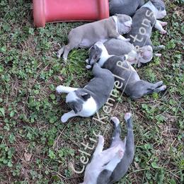 Boston Terrier Puppies from Celtic Kennel Bostons