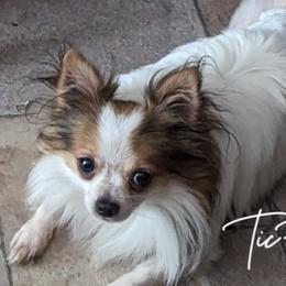 Chihuahuas and Chinese Cresteds from Harris K-9's