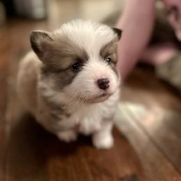 Pink Collar Girl Willow - Sable female Pembroke Welsh Corgi puppy in Paris, Kentucky from Flat Run Corgis