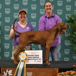 Lady - Redbone Coonhound