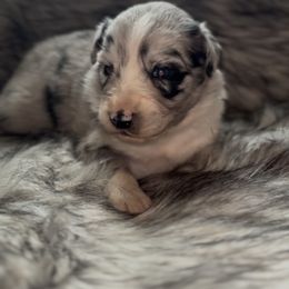 Louie V - Blue merle male Australian Shepherd puppy in Windsor, New York from Double B Aussies