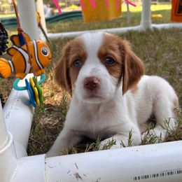 Pink Girl - Orange and white female Brittany puppy in Milner, Georgia from Hi-Hope Kennel