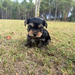 Boy 2 - Black and tan male Yorkshire Terrier puppy in Zebulon, North Carolina from Eastern Wake Yorkies