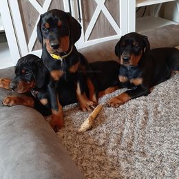 Doberman Pinscher Puppies from KB's Dobermans