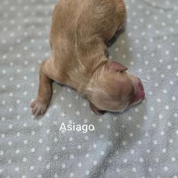 Asiago - Red  male Goldendoodle puppy in Crawfordsville, Iowa from DoodleBlessings
