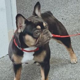 French Bulldogs from All Star Frenchies