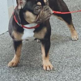 French Bulldogs from All Star Frenchies