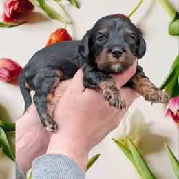 Peter - Black and tan male Cavapoo puppy in Coshocton, Ohio from Forever Family Puppies