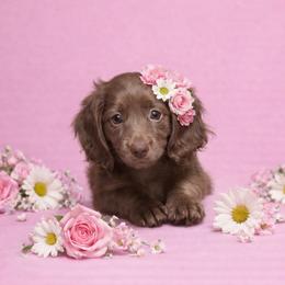 Haili - Cream female Dachshund puppy in Mountainburg, Arkansas from Charisma Dachshunds