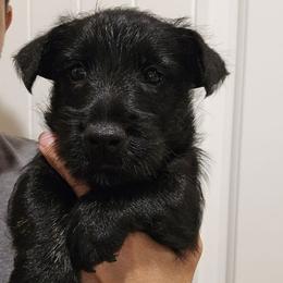 White - Female2 - Black female Scottish Terrier puppy in Conroe, Texas from Scotch McLaren Terriers
