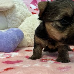 Yorkshire Terrier Puppies from Galaxy Kennel