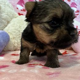 Yorkshire Terrier Puppies from Galaxy Kennel