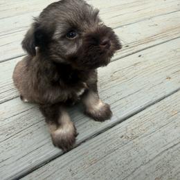 Woody - Liver male Miniature Schnauzer puppy in Salisbury, North Carolina from Truffle Tail Schnauzers
