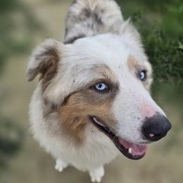Lady - Miniature Australian Shepherd