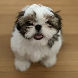 Girl 1 - Gold and white female Shih Tzu puppy in Paso Robles, California from Northstar Shih Tzu