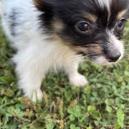 Boston Terrier and Papillon Puppies from Sassy Pap Farms