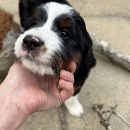 Bernedoodle Puppies from Palmetto Bernedoodles Boutique