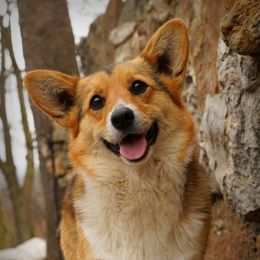 Skittles - Pembroke Welsh Corgi