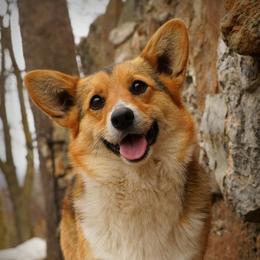 Skittles - Pembroke Welsh Corgi