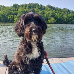 Amanda - Portuguese Water Dog
