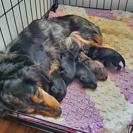 Dachshunds from TNT MINI DACHSHUNDS