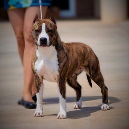 Cricket - American Staffordshire Terrier