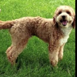 Goldendoodle puppies from PJs Puppy Love