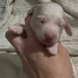Little ee cream pie- more cream - Cream female Dachshund puppy in Mt. Vernon, Texas from The Spotted Doxie