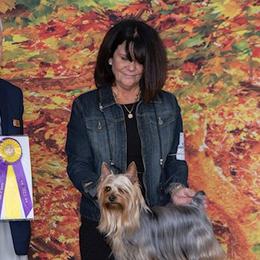 Silky Terriers from Shenanigan Silky Terriers