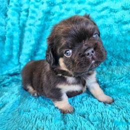 Bear - Black and tan male French Bulldog puppy in Las Vegas, Nevada from Fabulousbulldogs LLC