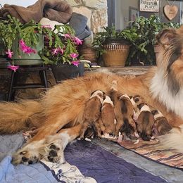 Fanci - Collie