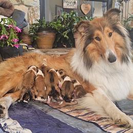 Fanci - Collie