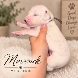Maverick - White and black male Dalmatian puppy in Toledo, Ohio from Exquisite Dalmatians & Standard Poodles