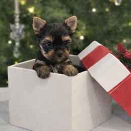Yorkshire Terrier puppies from Los Angeles Teacup Yorkie