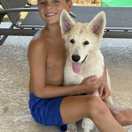 Berger Blanc Suisse and German Shepherd Puppies from Scenic Creek German Shepherds and White Swiss Shepherds