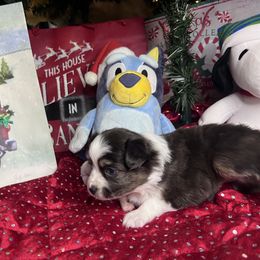 Blinky - Red tri female Toy Australian Shepherd puppy in Medina, Tennessee from Fly Farms