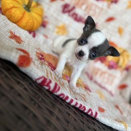 Silvie - Blue and white female Chihuahua puppy in Beckemeyer, Illinois from Guardian’s of the Chihuahuas