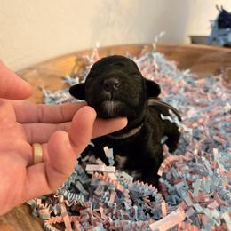Mr. Richard - Black male Poodle puppy in Gainesville, Florida from Pipsqueak Mansion Poodles