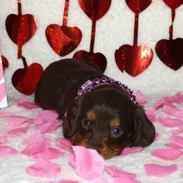 Fae - Chocolate and tan female Dachshund puppy in Corbin, Kentucky from White River Valley Kennel