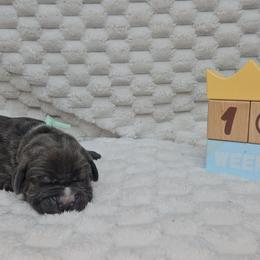 Teal Collar - Gray male Cane Corso puppy in Fritch, Texas from Carrie Brown's Cane Corsos