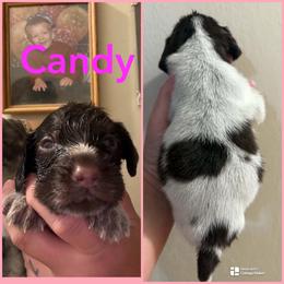 Candy - Liver and white female German Wirehaired Pointer puppy in Fulshear, Texas from Jagged Edge German Wirehaired Versatility Dogs