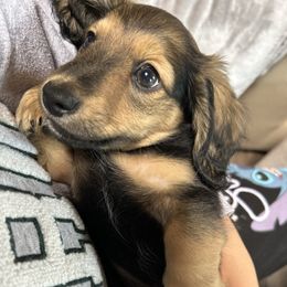 SOLD Miss Purple - Black and cream female Dachshund puppy in Proctor, Montana from Blue Star Dachshunds
