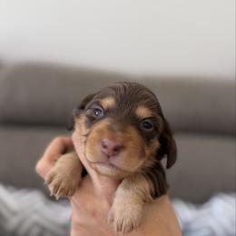 Milo - Chocolate and tan male Dachshund puppy in Lawrenceville, Georgia from Chivi Paws