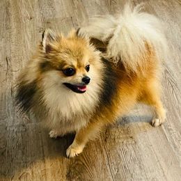 Pomeranians from Dory Poms Zuñiga