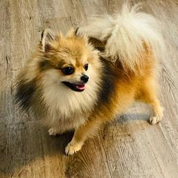 Pomeranians from Dory Poms Zuñiga