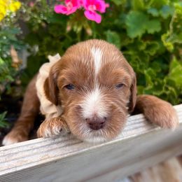August - Brown - Caramel male Australian Labradoodle puppy in Citrus Heights, California from Elite Blend Labradoodles