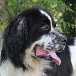 Buster - Newfoundland